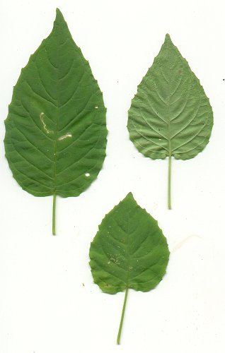 Circaea_canadensis_leaves.jpg
