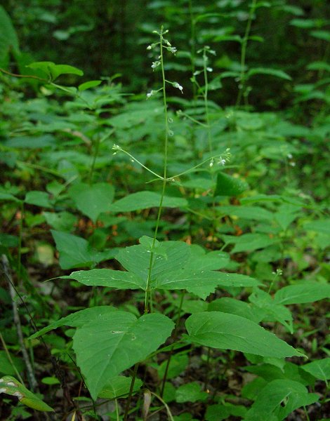 Circaea_canadensis_plant.jpg