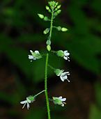 Circaea canadensis thumbnail