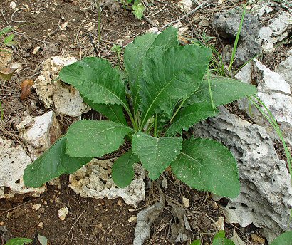 Cirsium_altissimum_basals.jpg