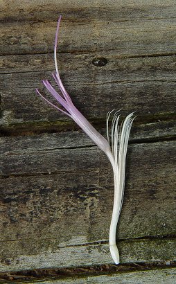 Cirsium_altissimum_floret.jpg