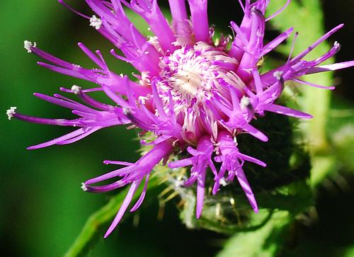 Cirsium_altissimum_florets.jpg