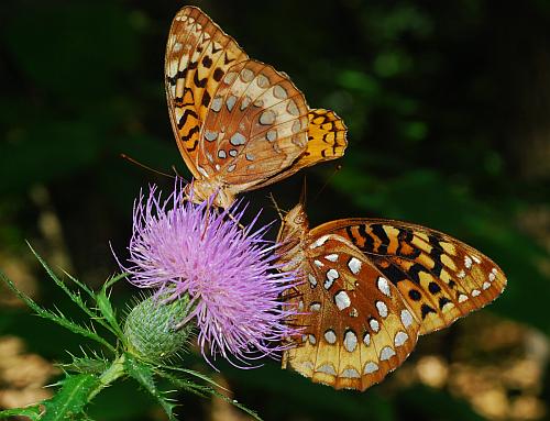 Cirsium_altissimum_fritillary.jpg