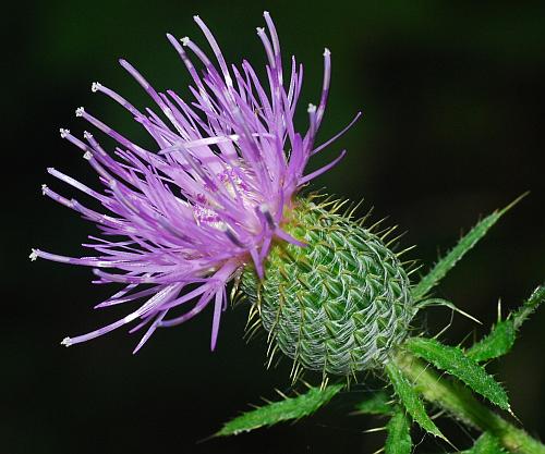 Cirsium_altissimum_head.jpg