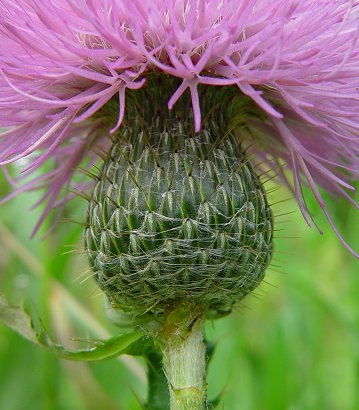 Cirsium_altissimum_involucre.jpg