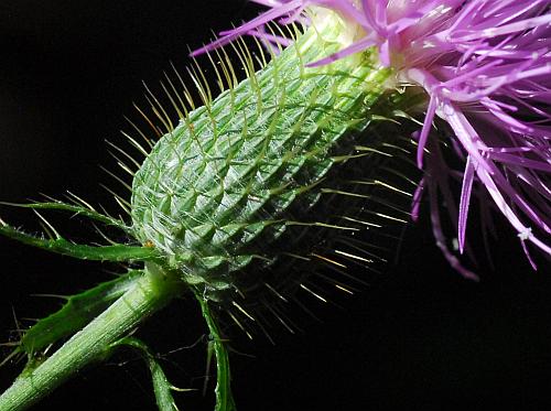 Cirsium_altissimum_involucre3.jpg