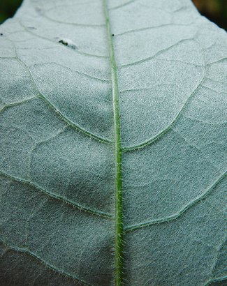 Cirsium_altissimum_leaf_abaxial.jpg