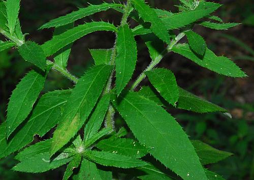 Cirsium_altissimum_leaves.jpg