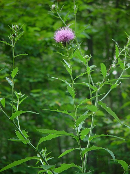 Cirsium_altissimum_plant.jpg