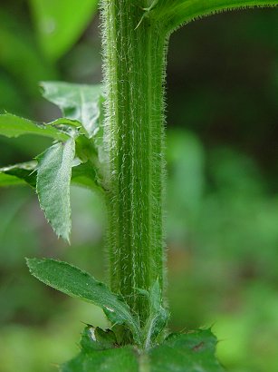 Cirsium_altissimum_stem.jpg