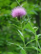 Cirsium altissimum thumbnail