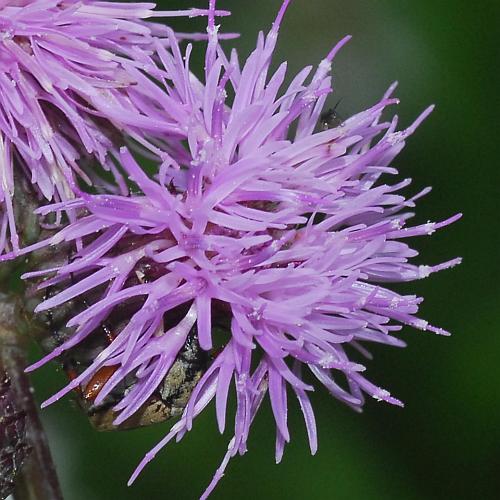 Cirsium_arvense_florets.jpg