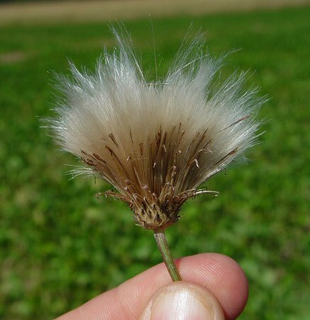 Cirsium_arvense_fruits.jpg