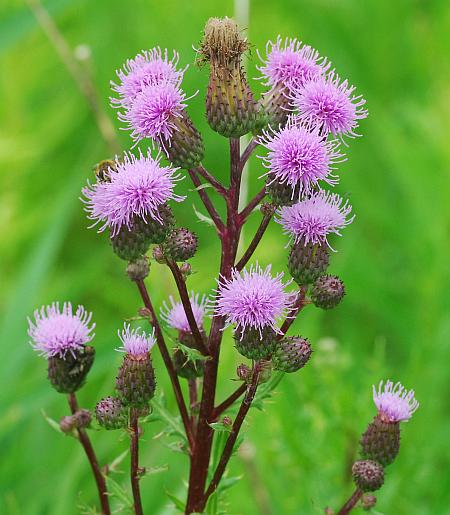 Cirsium_arvense_inflorescence.jpg