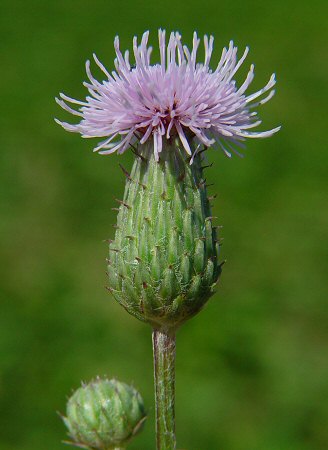 Cirsium_arvense_involucre.jpg