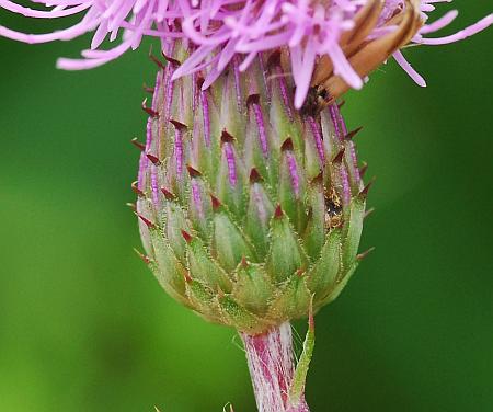 Cirsium_arvense_involucre2.jpg