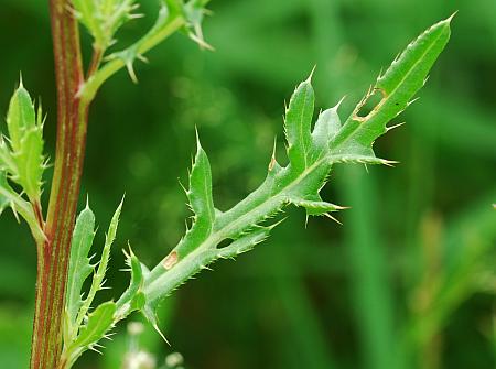 Cirsium_arvense_leaf1.jpg