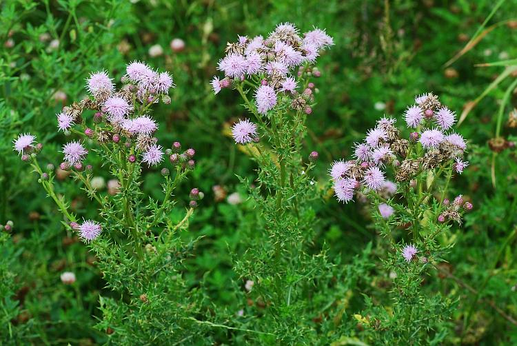 Cirsium_arvense_plant2.jpg