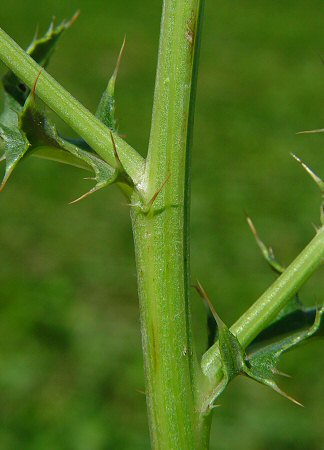 Cirsium_arvense_stem.jpg