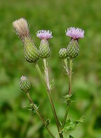 Cirsium arvense thumbnail