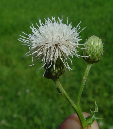 Cirsium_arvense_white_flowers.jpg