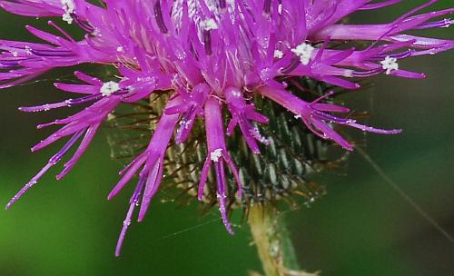 Cirsium_carolinianum_florets.jpg