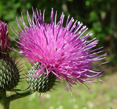 Cirsium_carolinianum_flowers.jpg