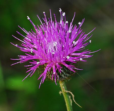 Cirsium_carolinianum_head.jpg