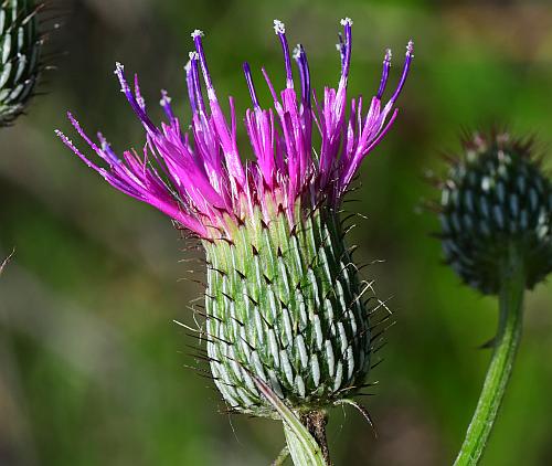 Cirsium_carolinianum_head2.jpg