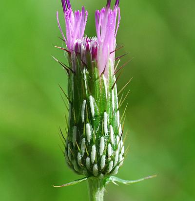 Cirsium_carolinianum_involucre3.jpg