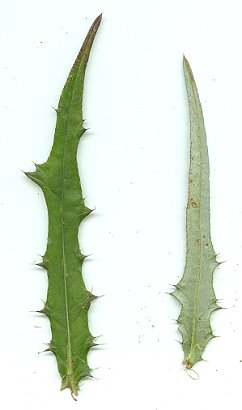 Cirsium_carolinianum_leaves.jpg