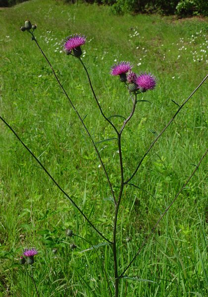 Cirsium_carolinianum_plant.jpg