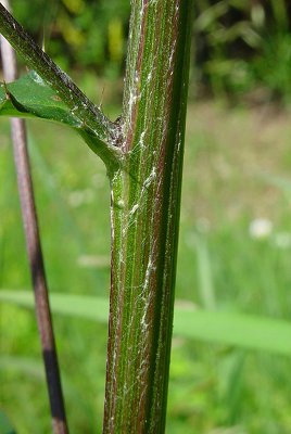 Cirsium_carolinianum_stem.jpg