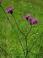 Cirsium carolinianum thumbnail