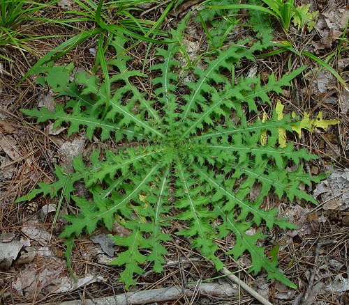 Cirsium_discolor_basals.jpg