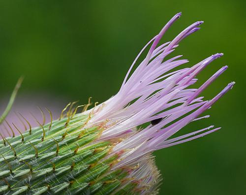 Cirsium_discolor_florets.jpg