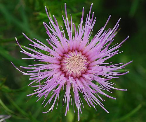 Cirsium_discolor_head.jpg