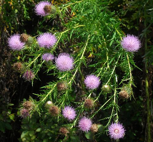 Cirsium_discolor_heads.jpg