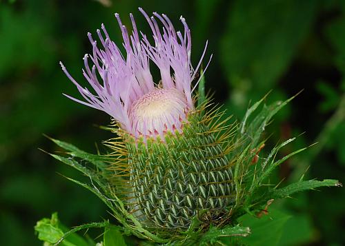 Cirsium_discolor_involucre.jpg