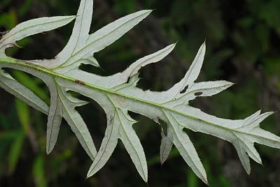 Cirsium_discolor_leaf1.jpg