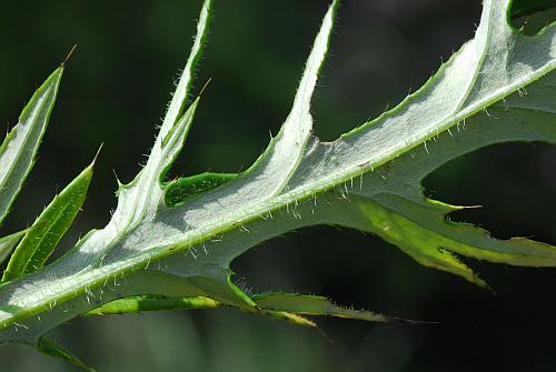 Cirsium_discolor_leaf2.jpg