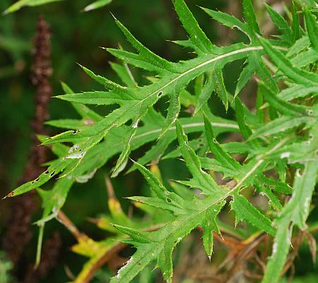 Cirsium_discolor_leaves.jpg