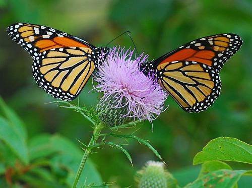 Cirsium_discolor_monarch.jpg