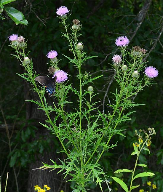 Cirsium_discolor_plant.jpg