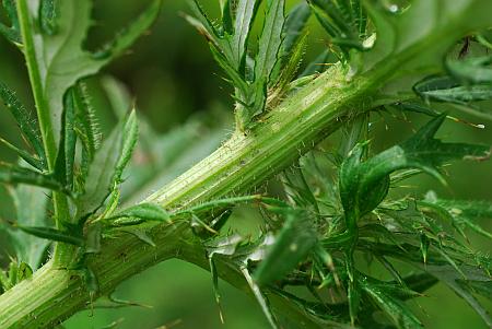 Cirsium_discolor_stem.jpg