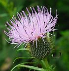 Cirsium discolor thumbnail