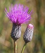 Cirsium muticum thumbnail