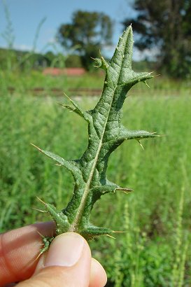 Cirsium_vulgare_leaf_adaxial.jpg