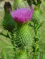 Cirsium vulgare thumbnail