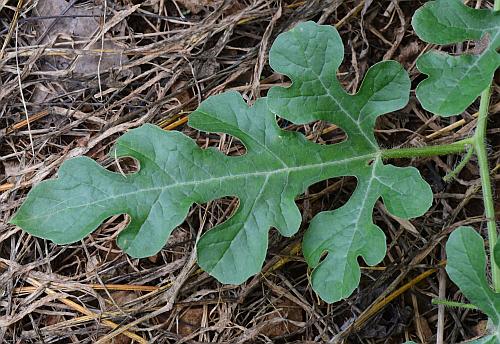 Citrullus_lanatus_leaf1.jpg